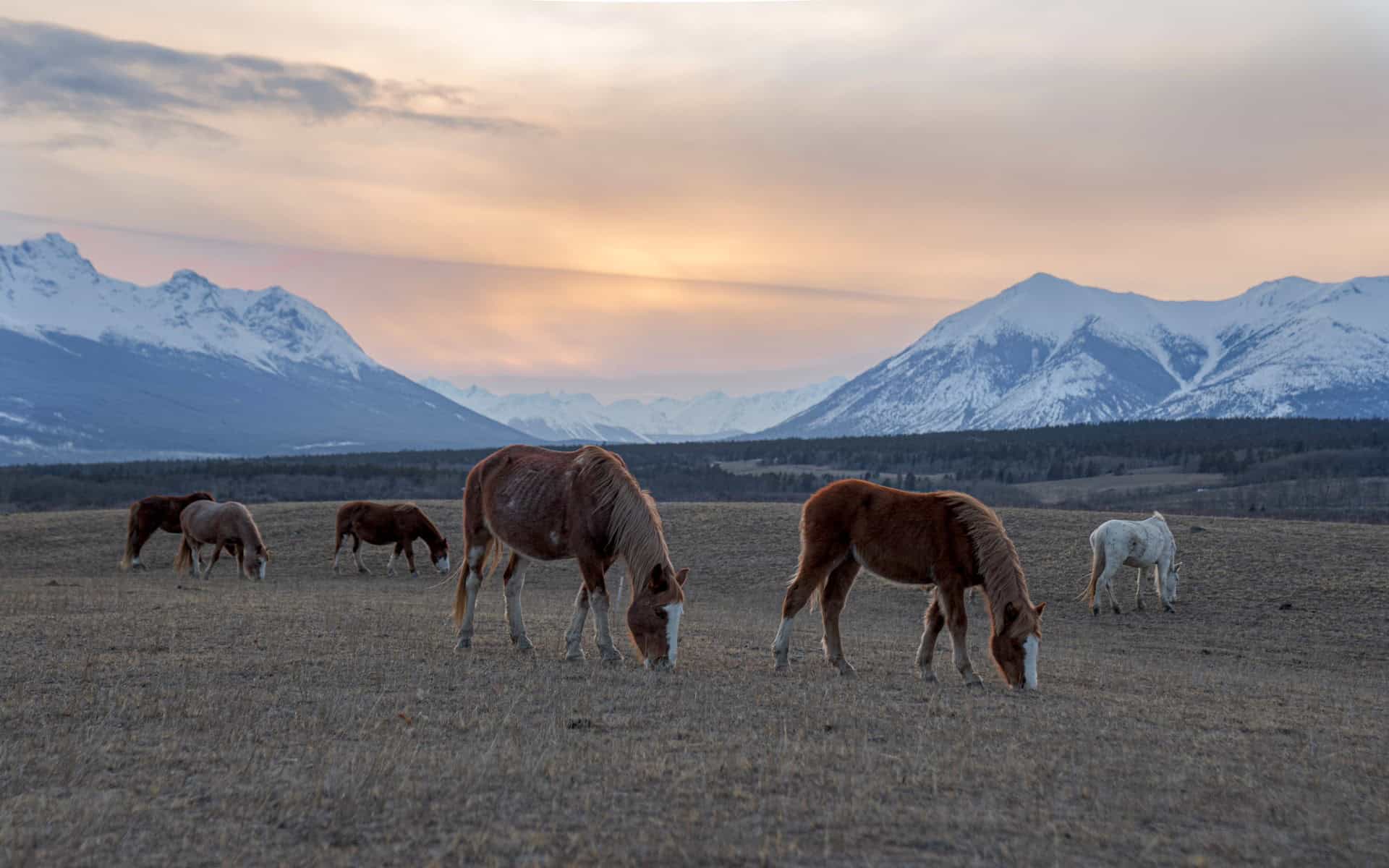 Horses and title area