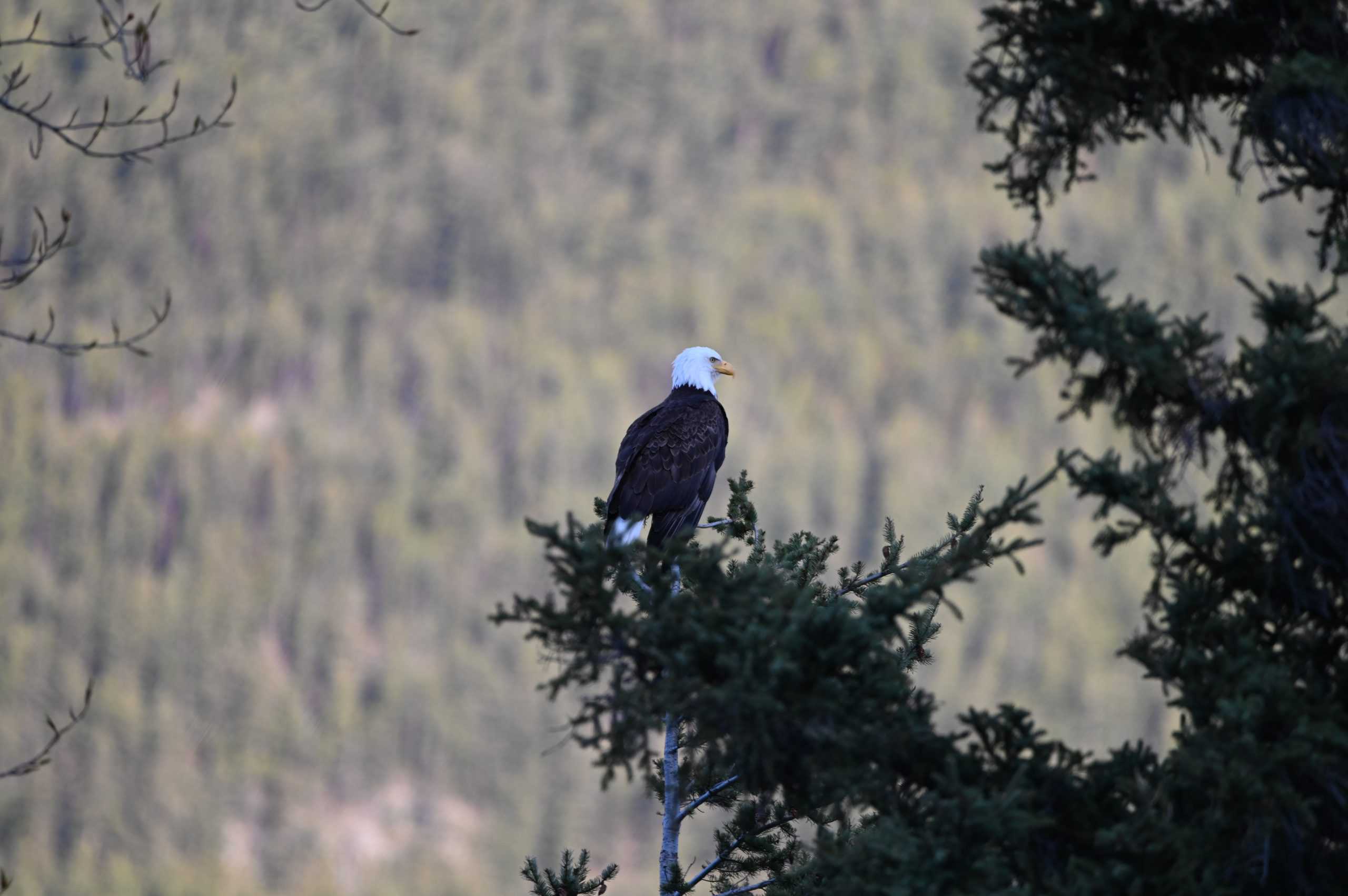 Bald Eagle