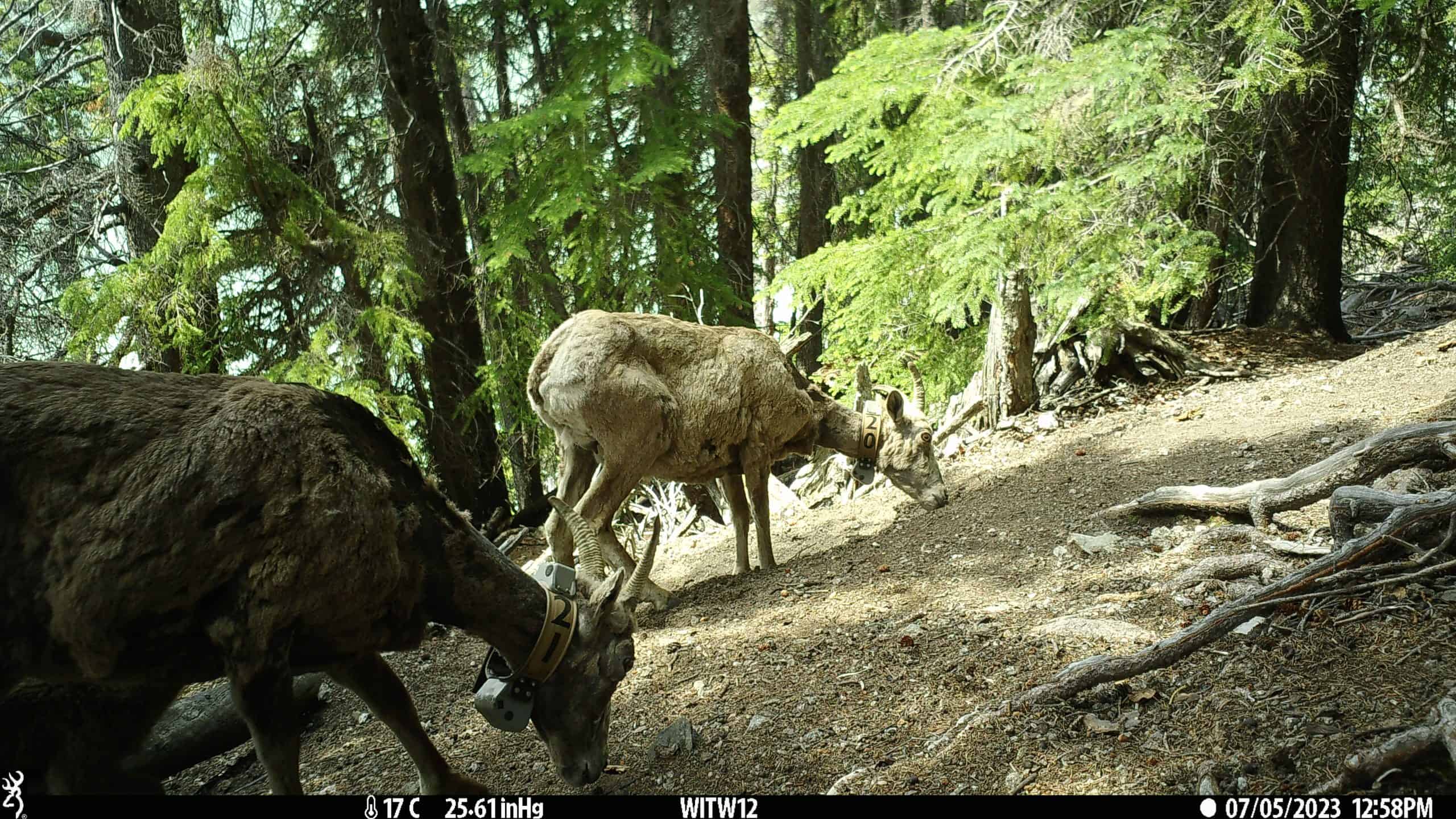 BigHorn Sheep