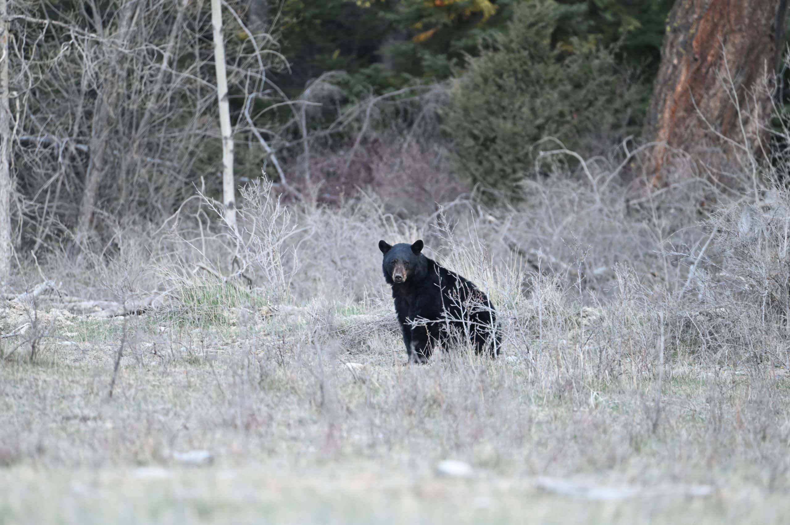 Black bear