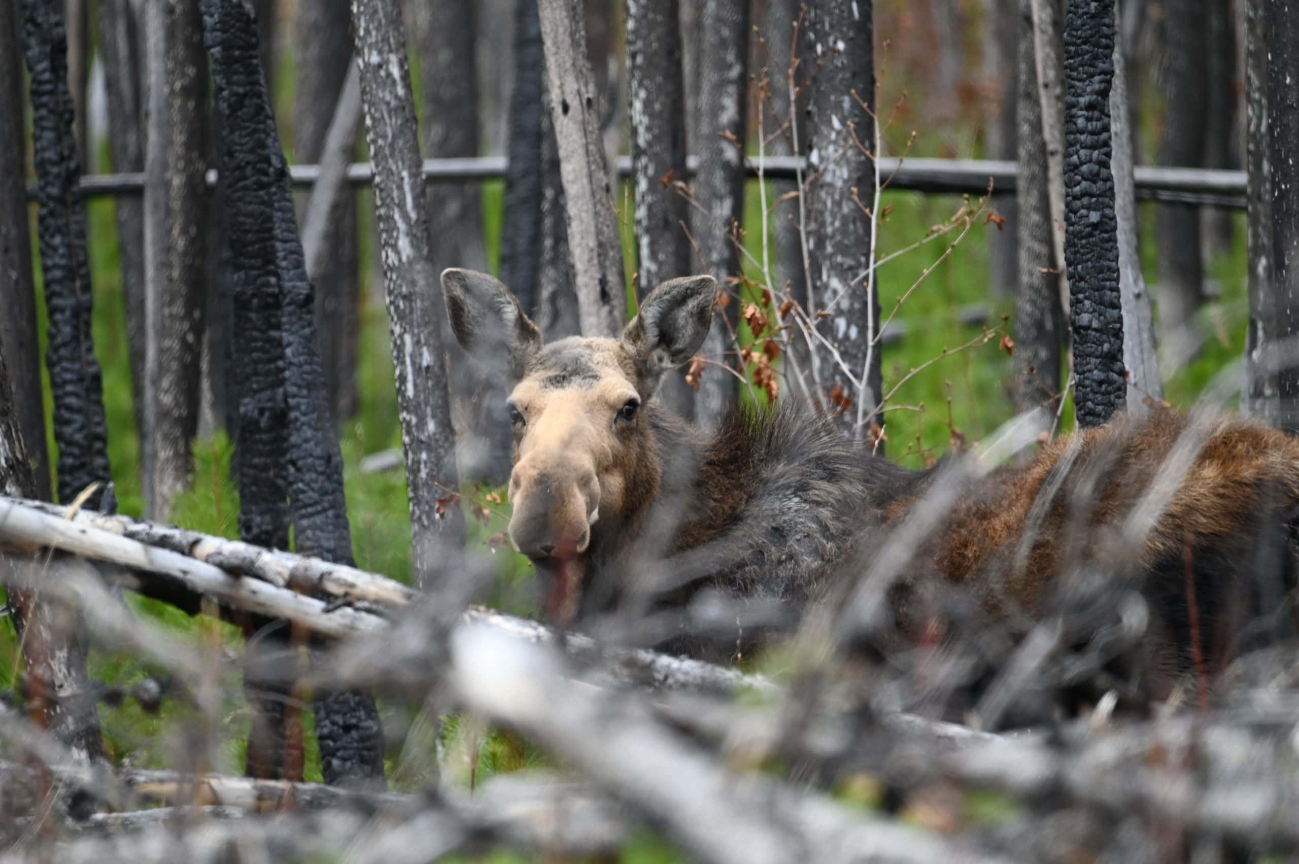 Cow moose