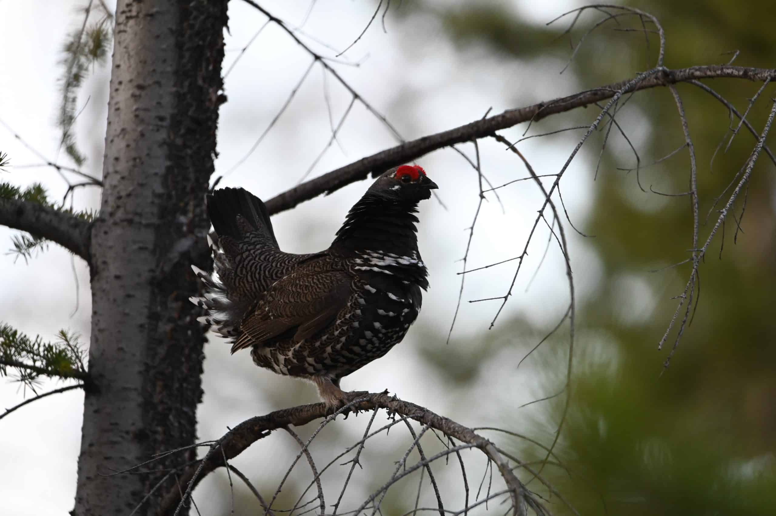 grouse_wildlife