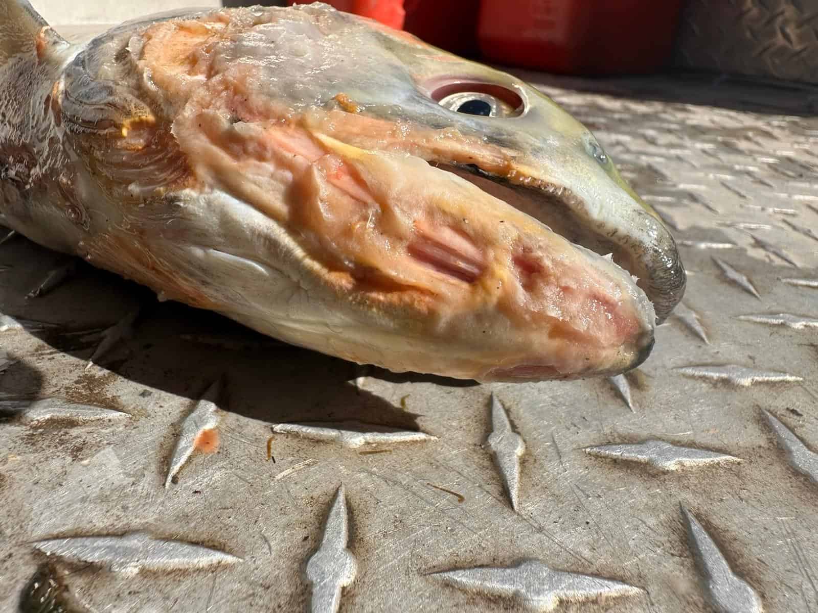 Physical damage on sockeye:  Visible physical damage to Chilko sockeye recovered at spawning grounds in Sept. 2024. Damage in part due to “sandblasting” from high level of particles (suspended sediment) in the water (Sept 2024, photos courtesy of DFO stock assessment).