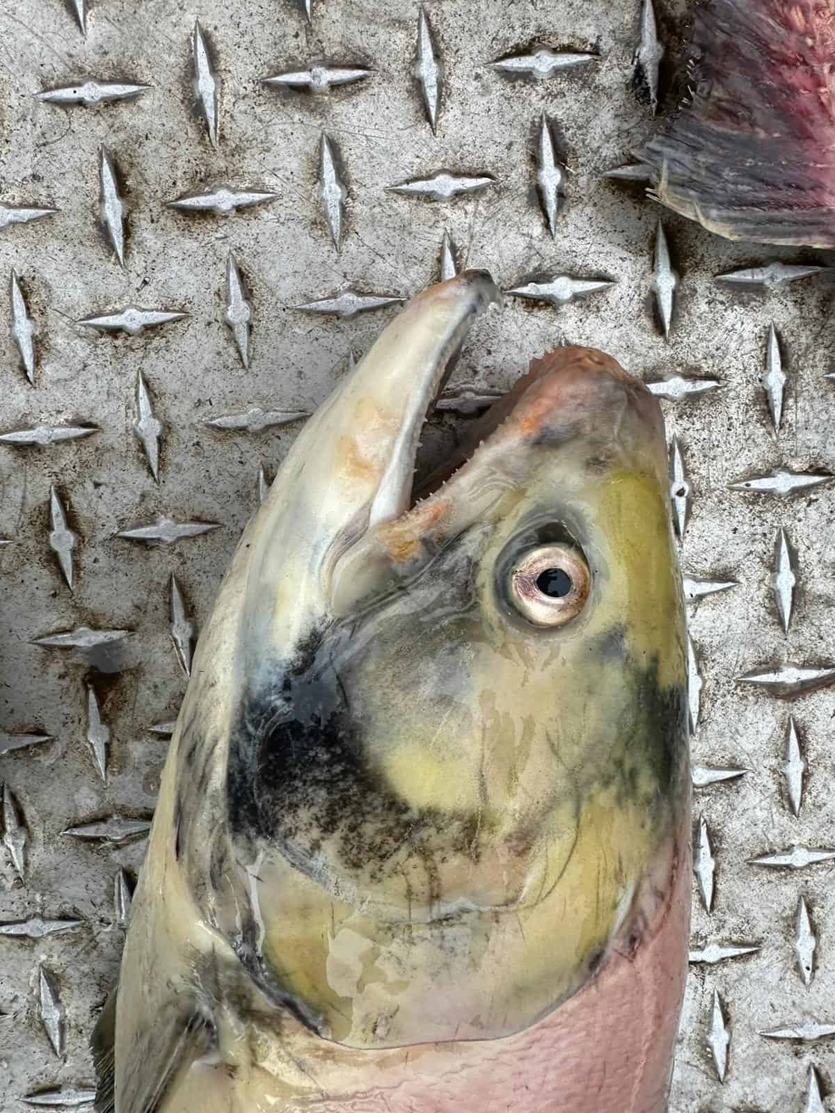 Physical damage on sockeye:  Visible physical damage to Chilko sockeye recovered at spawning grounds in Sept. 2024. Damage in part due to “sandblasting” from high level of particles (suspended sediment) in the water (Sept 2024, photos courtesy of DFO stock assessment).