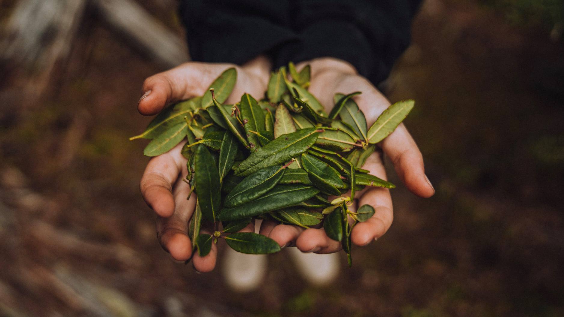 Dried Labrador tea leaves. Photo by Keith Koepke