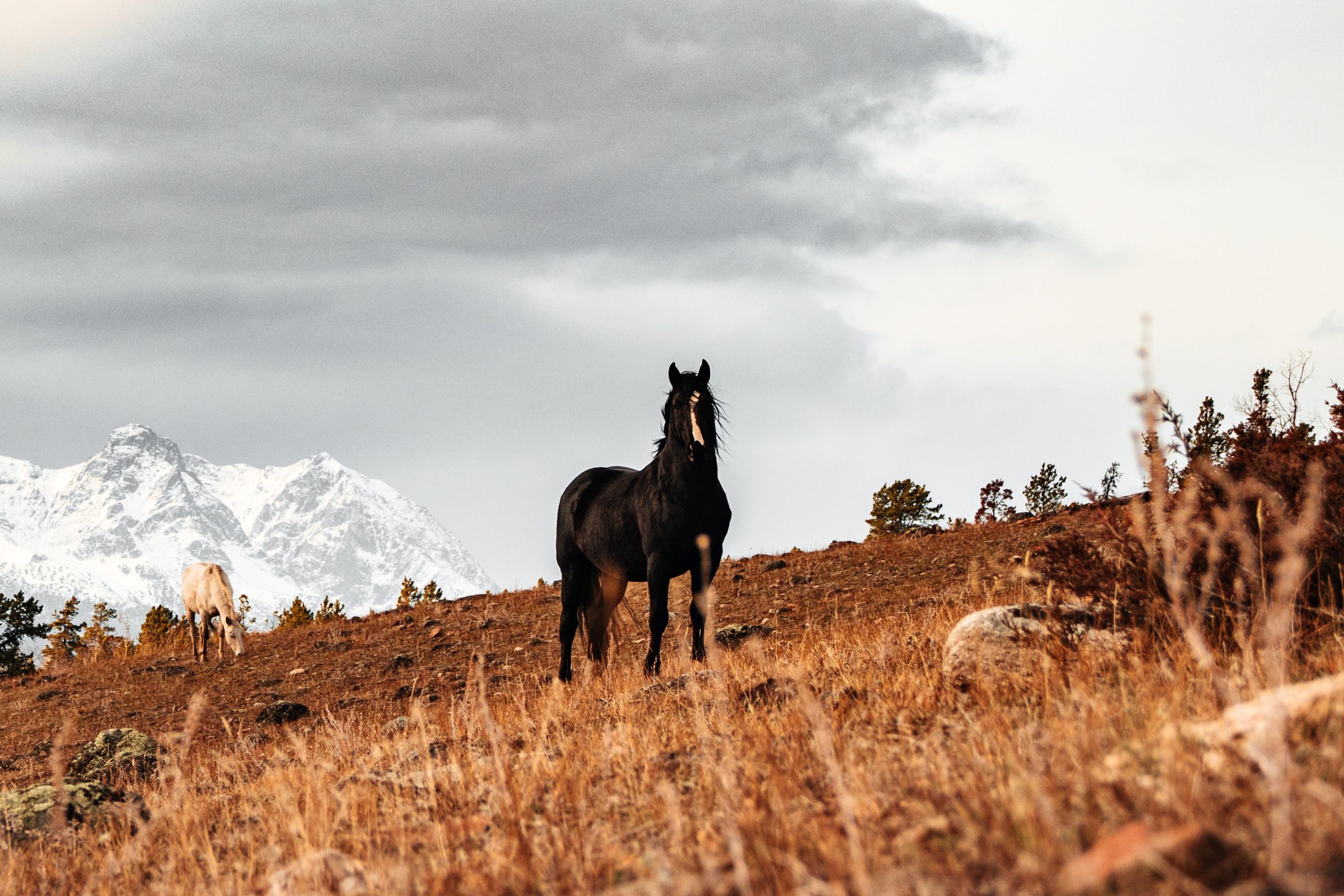 Wild horses in Nemiah Valley. Photo by Keith Koekpe